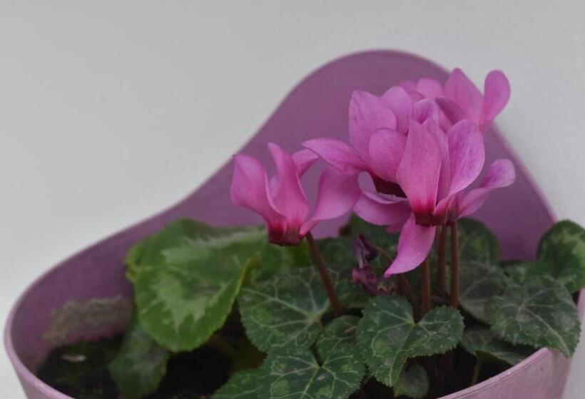 Bed & Breakfast La Casita De Chocolate