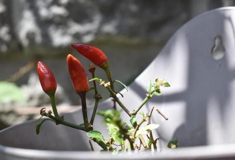 Bed & Breakfast La Casita De Chocolate