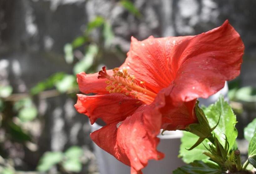 Bed & Breakfast La Casita De Chocolate