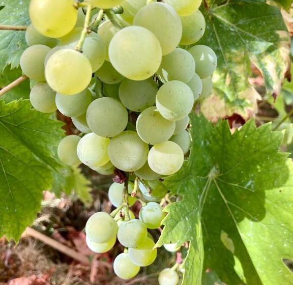 تختخواب و صبحانه Pierres Et Jardins