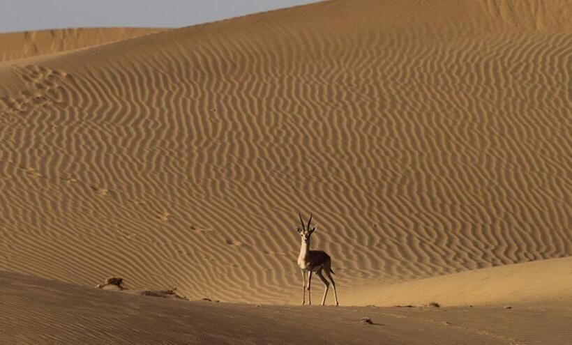 Отель Jaisalmer Vivo Resort