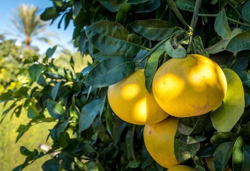 צימר Finca De La Pansa