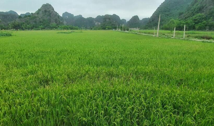 تختخواب و صبحانه Trang An Rice Field Homestay