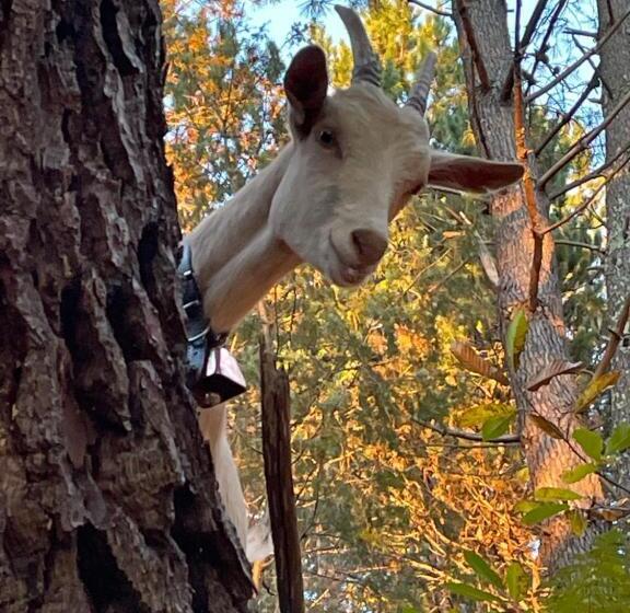 مبيت وإفطار Chambre D Hôte Lavande Le Soleil Des Cévennes