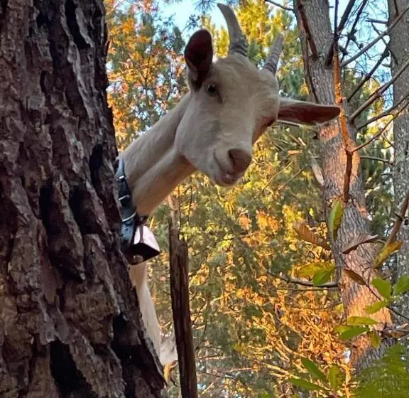 Aamiaismajoitus (B&B) Chambre D Hôte Lavande   Le Soleil Des Cévennes