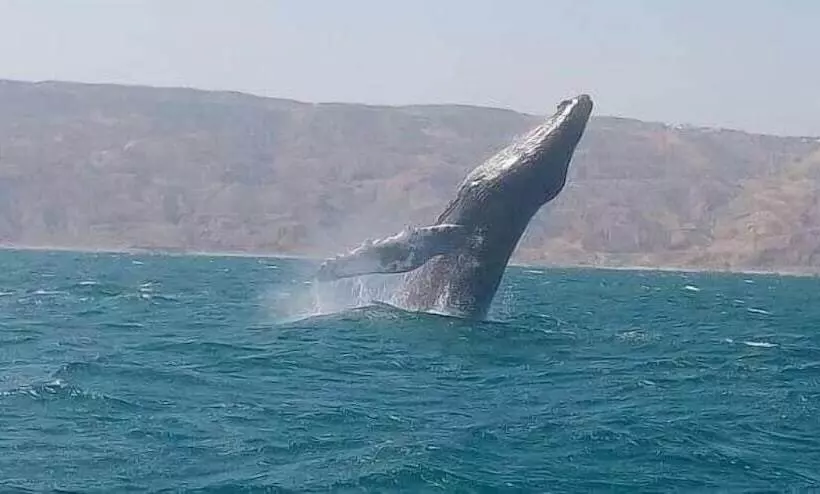 ホテル Punta Veleros Rooftop