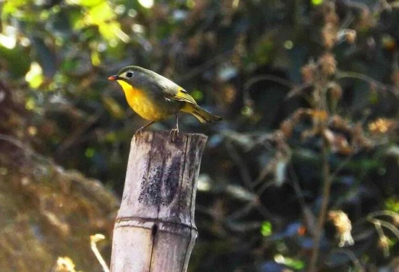 Pensjonat Books And Birds