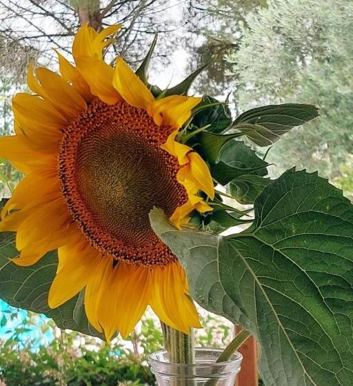 بنسيون Chambre Aramis