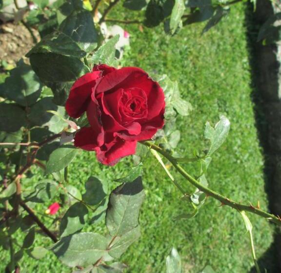 Szálloda Albergo Ristorante Guerri