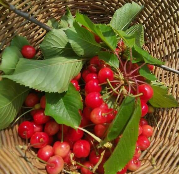 ベッドアンドブレックファースト Cascina Valtignosa Camere Con Vigna