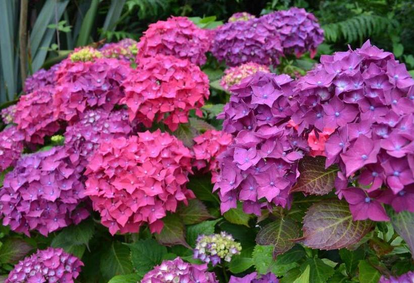 Bed and Breakfast Guaire House Killarney