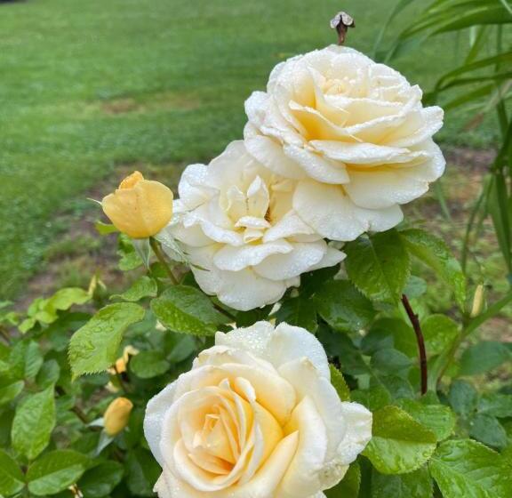 فندق على الطريق Gettysburg Inn