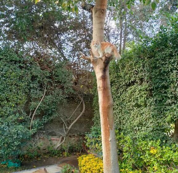 پانسیون فيلا بكمبوند الكرمة ٢ الشيخ زايد