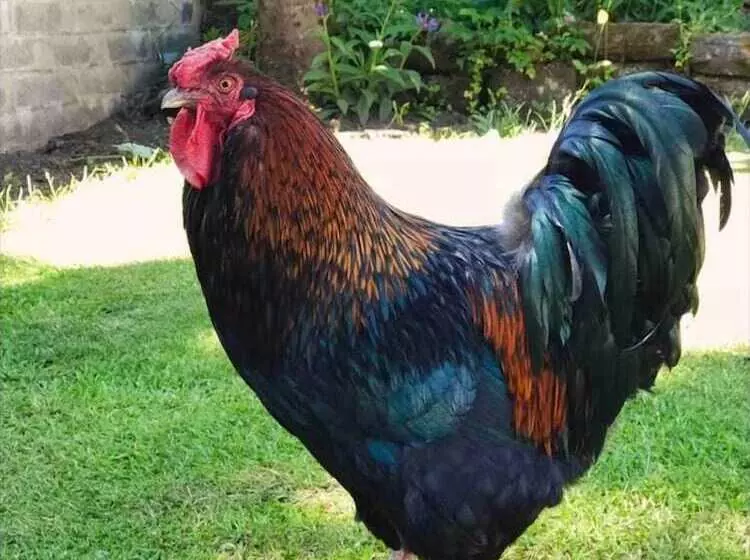 Lovely Semi Rural Caravan & Hot Tub   Sleeps Fam 6