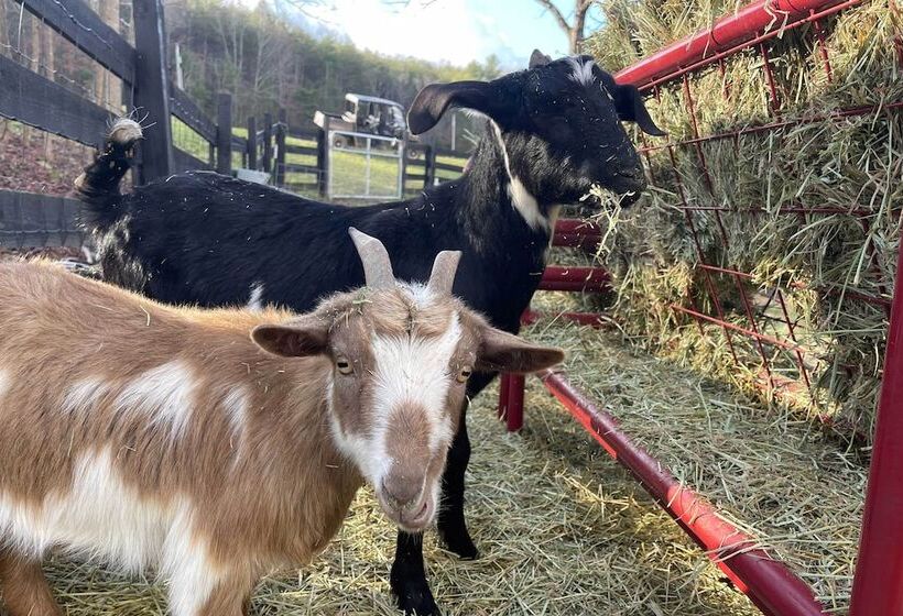 Blue Ridge Cottage: Modern Solace In The Mountains