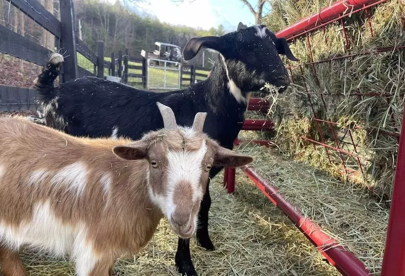 Blue Ridge Cottage: Modern Solace In The Mountains