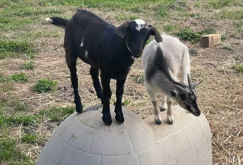 Blue Ridge Cottage: Modern Solace In The Mountains