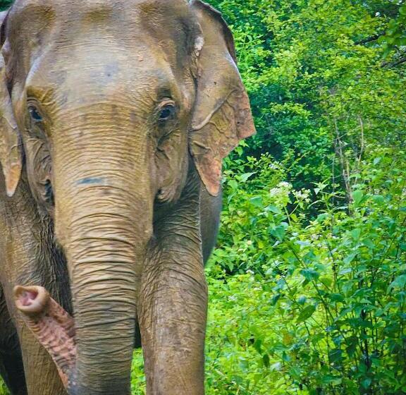 Pensionat Elite Safari Resort