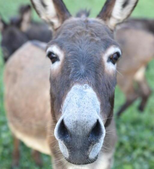 בית מלון כפרי Agriturismo Grabbia