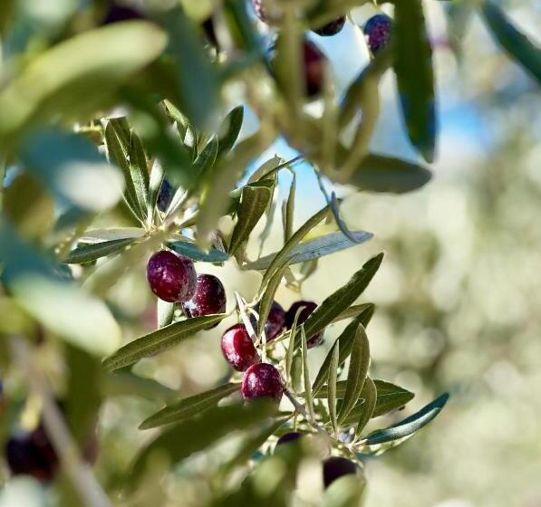Bed & Breakfast Casa Del Palta