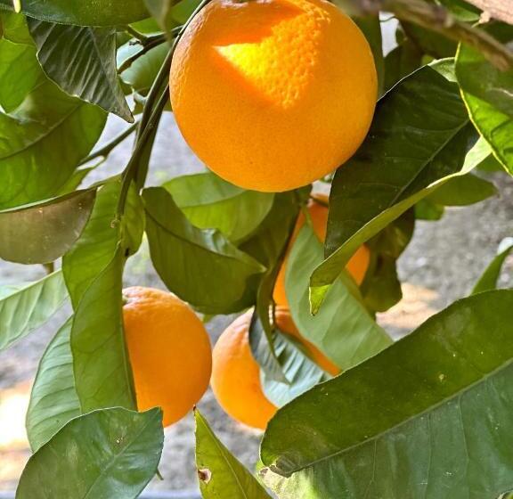 Bed & Breakfast Casa Del Palta