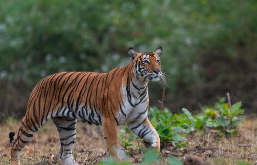 בית מלון כפרי Angels Nest Home Stay 2 Acra Private Plantation Balconey Sunrice View Near Ngarhole Wild Life , Kuru