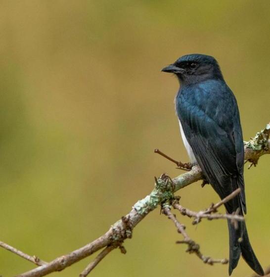 בית מלון כפרי Angels Nest Home Stay 2 Acra Private Plantation Balconey Sunrice View Near Ngarhole Wild Life , Kuru