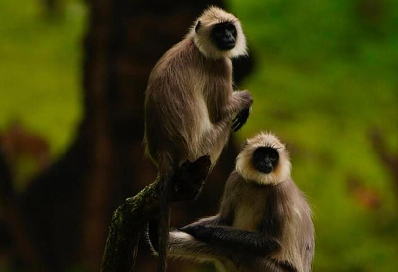 בית מלון כפרי Angels Nest Home Stay 2 Acra Private Plantation Balconey Sunrice View Near Ngarhole Wild Life , Kuru