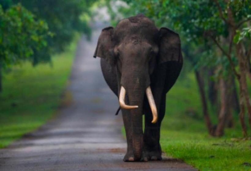 בית מלון כפרי Angels Nest Home Stay 2 Acra Private Plantation Balconey Sunrice View Near Ngarhole Wild Life , Kuru