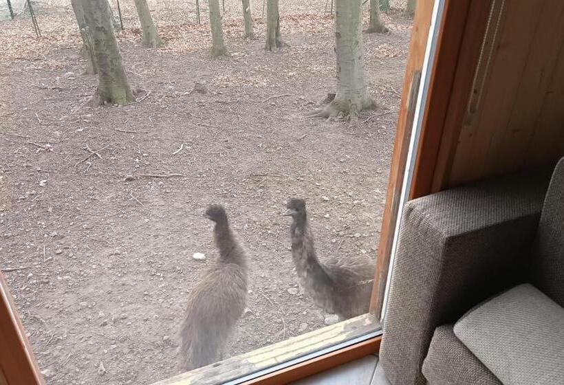 住宿加早餐  Darázshegyi Faház