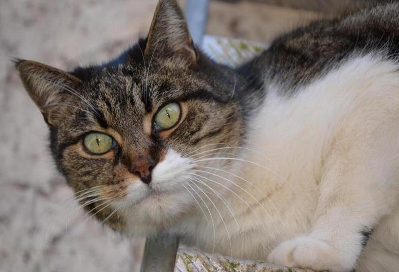 مبيت وإفطار Cascina Folletto