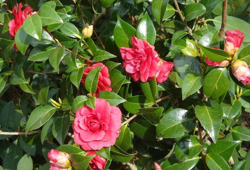 ベッドアンドブレックファースト Domaine De Gaudon