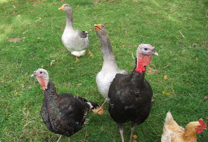 Bed and Breakfast Les Pierres De Petreval La Grange