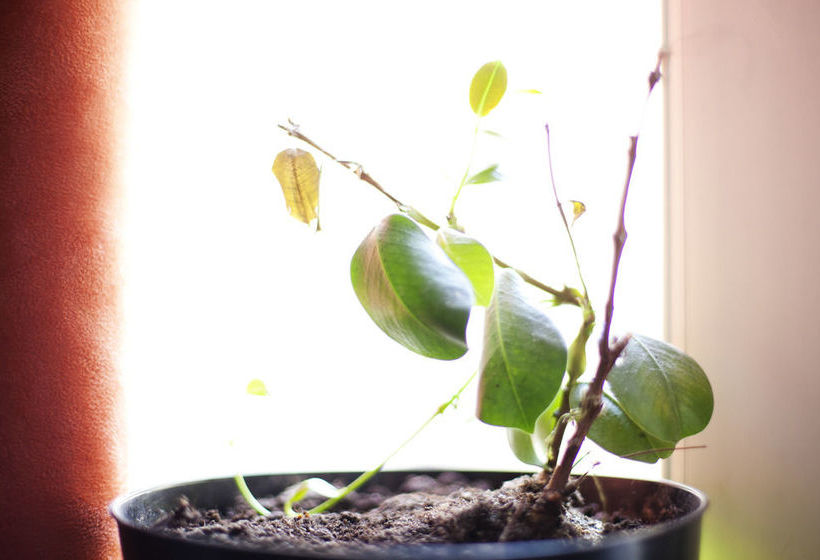 City Center Apartments Fourche