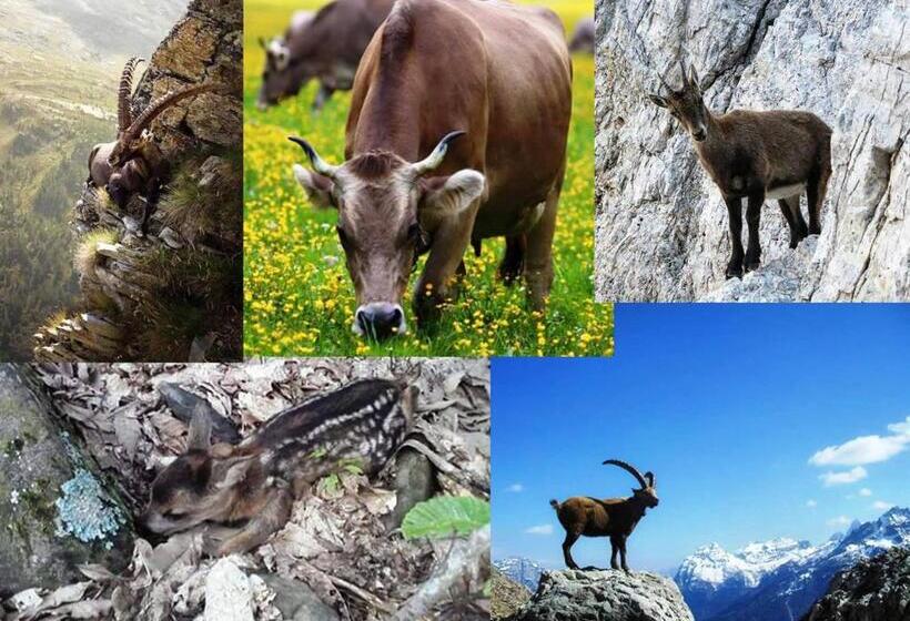 Отель Garni La Genziana