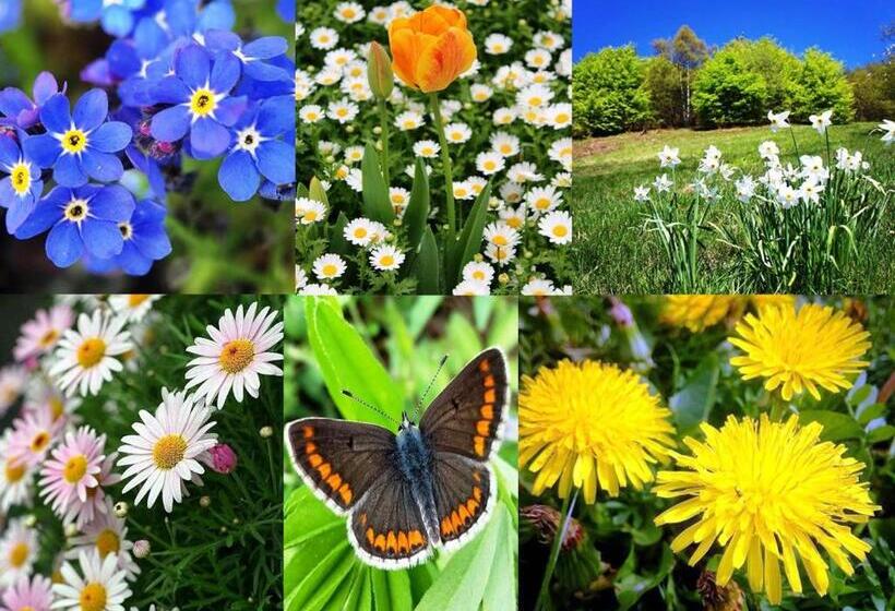 Отель Garni La Genziana