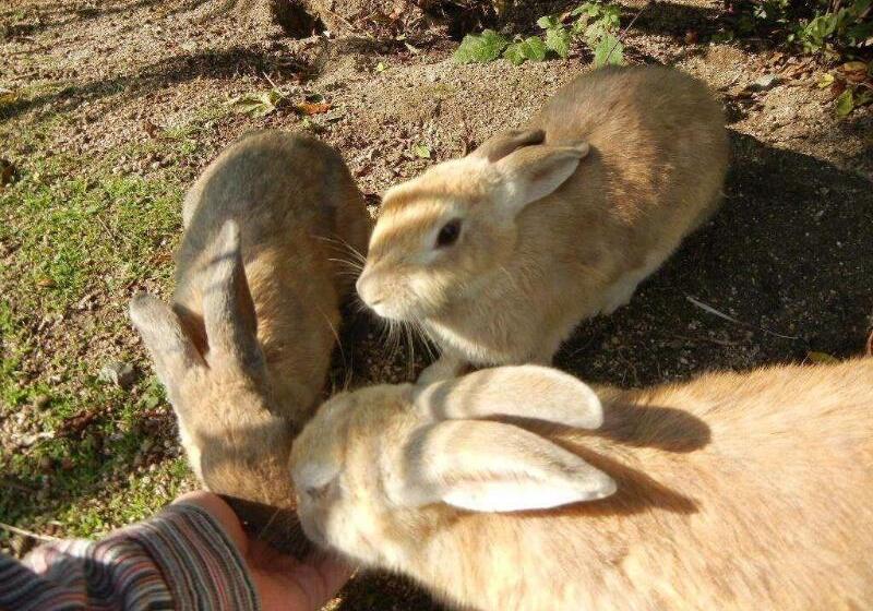 Пансион Ouchi Hotel Yokogawa