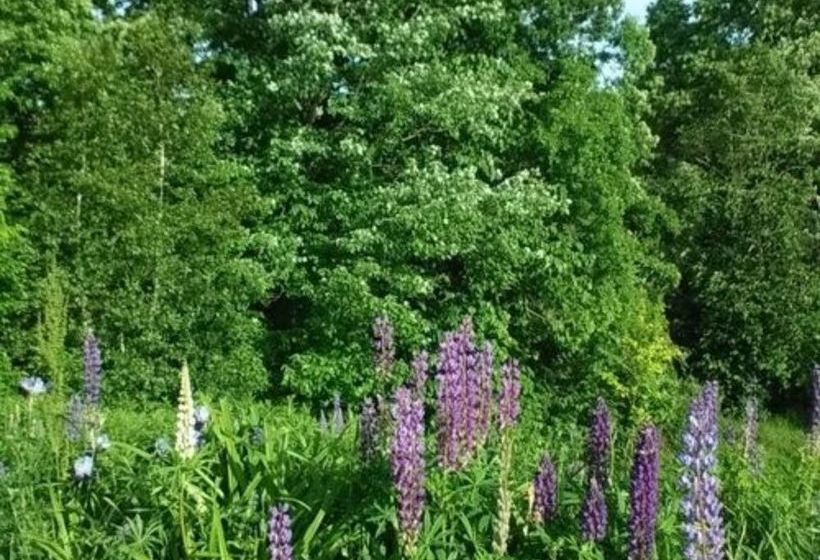 ベッドアンドブレックファースト Top Of The Hill