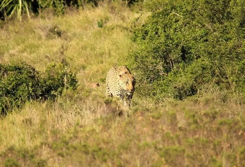 ホテル Quatermain S 1920 S Safari Camp   Amakhala Game Reserve