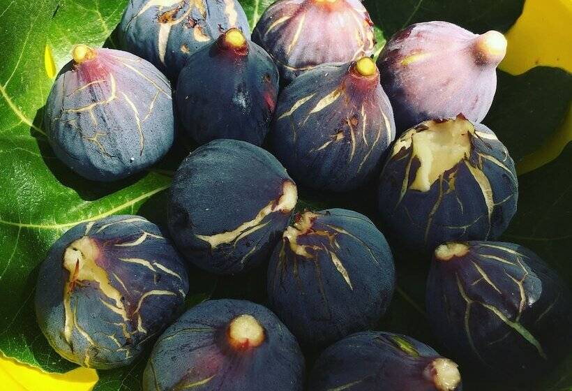 צימר Bastide Sainte Trinide