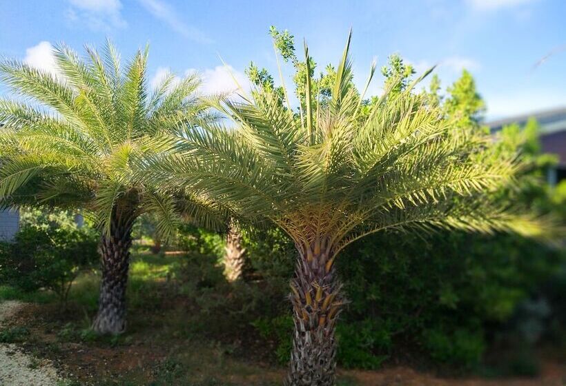 استراحتگاه Red Palm Village