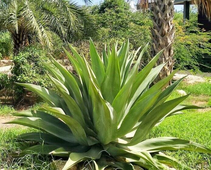 استراحتگاه Red Palm Village