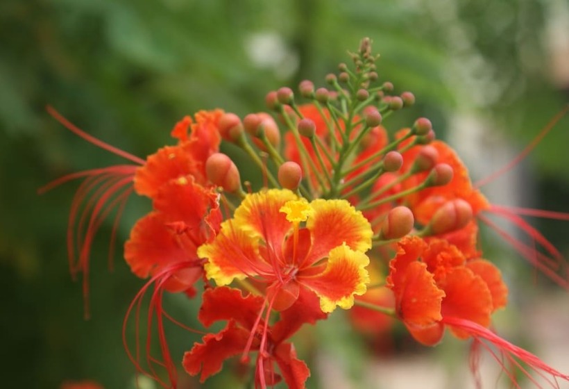 Brisas Studio Apartments