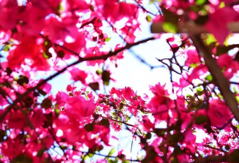 پانسیون Fiori Studios Fiscardo