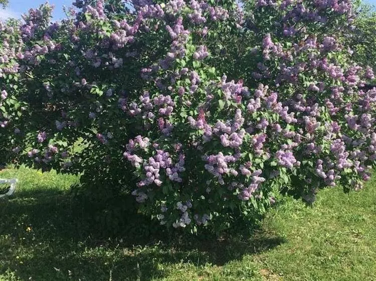 Aamiaismajoitus (B&B) La Vignarelle