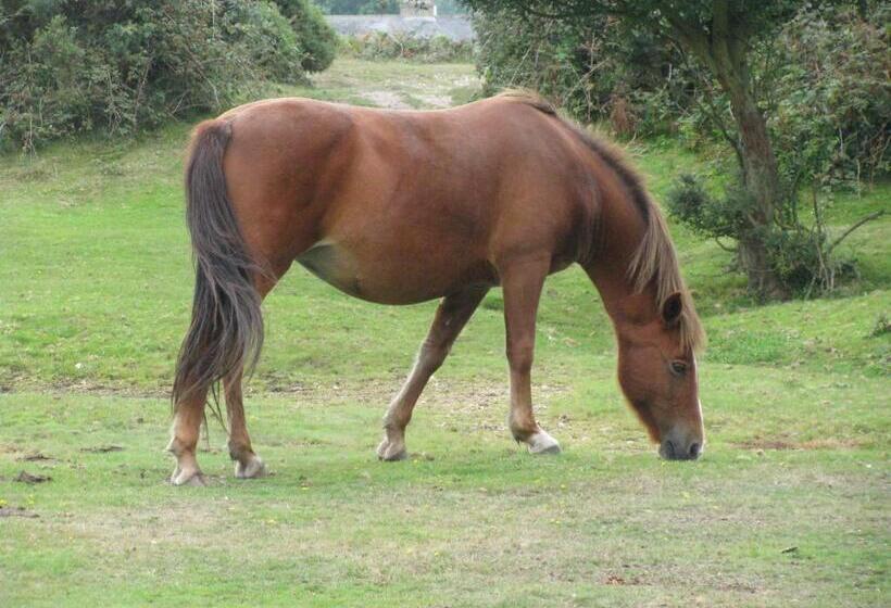 ベッドアンドブレックファースト Britannia House