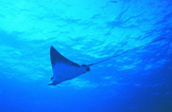 호텔 Condominio Dunelba