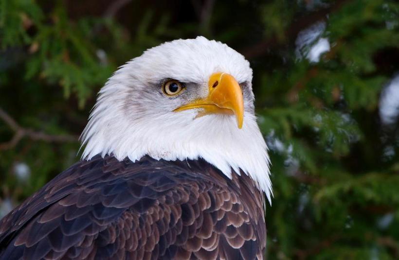 בית מלון כפרי Normandale Century Inn