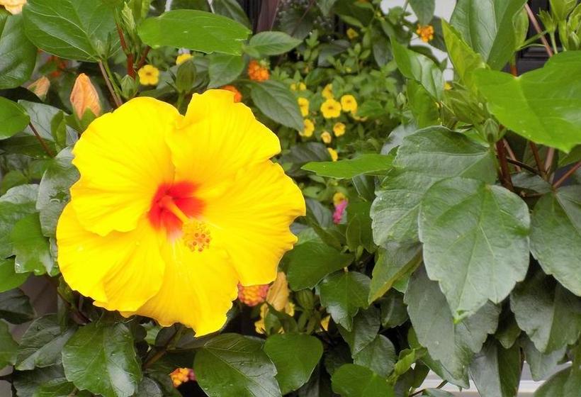 Fotos del hotel The Promenade:  9