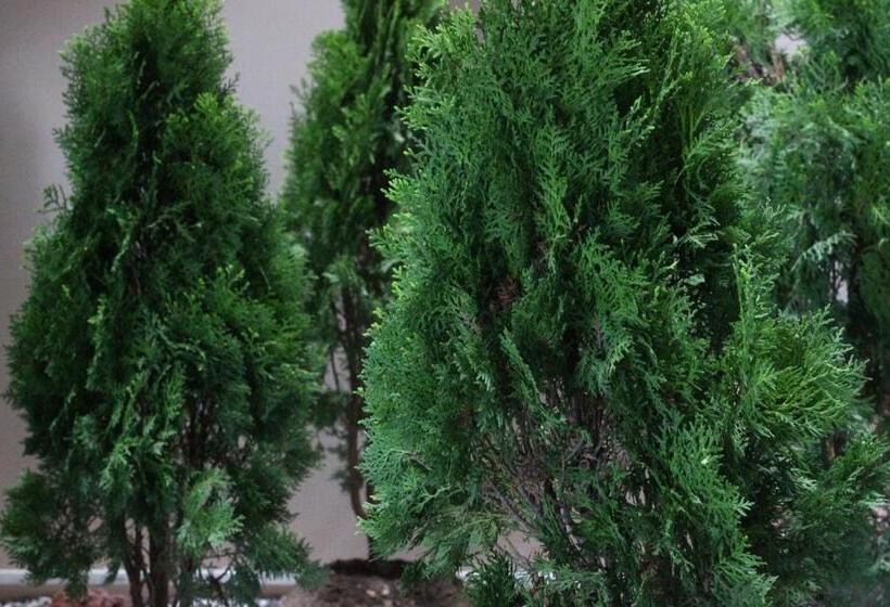 مبيت وإفطار Platinium